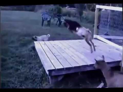 بالفيديو: ردة فعل ماعز حين استفزها كلب