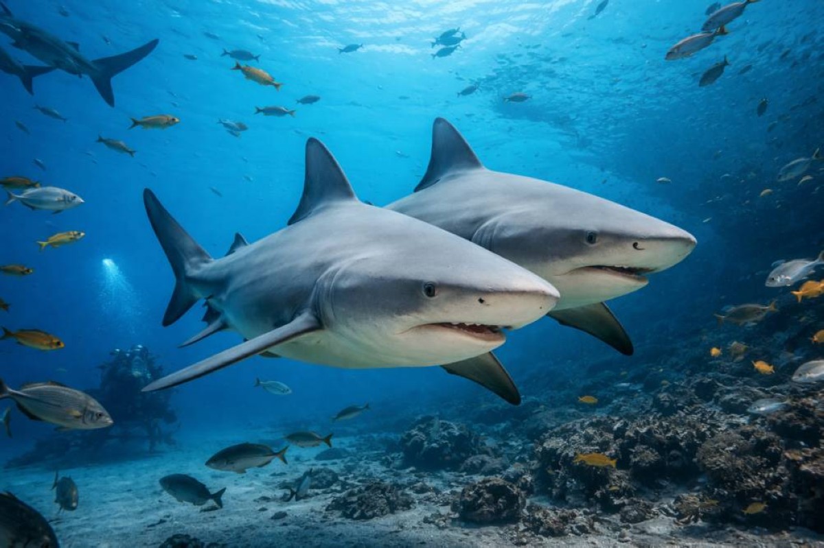 مفاجأة علمية ..  حتى أخطر القروش لديها "أفضل أصدقاء"