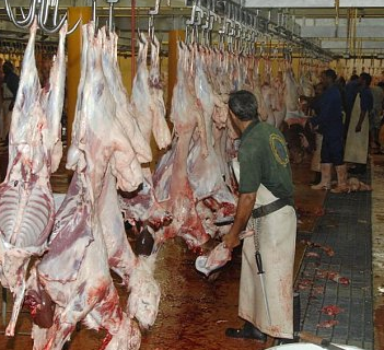 في ثاني ايام العيد  ..  مليون رأس من الانعام مجموع ما ذبحه الحجاج بمكة