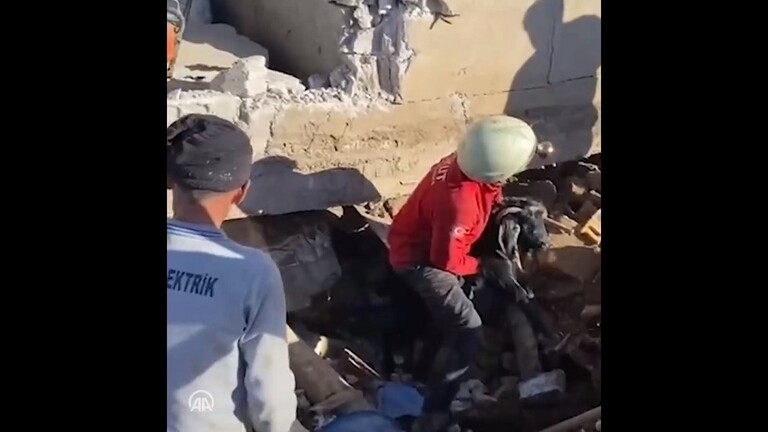 تركيا ..  إنقاذ 24 شاة من تحت الأنقاض بعد 17 يوما من الزلزال المدمر