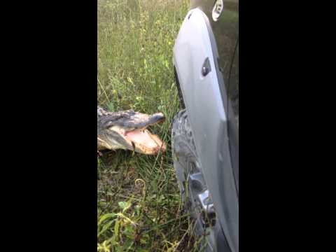 بالفيديو: تمساح يعاقب قائد سيارة حاول إزعاجه