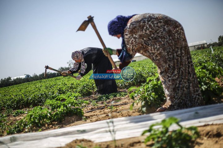 6% من حيازات الأردن الزراعية تمتلكها سيدات