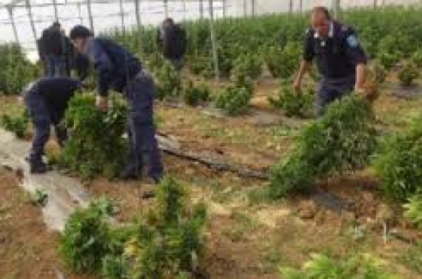 الشرطة تضبط مشتلا لزراعة المخدرات شمال نابلس