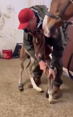 بالفيديو ..  المهر الصغير وُلد بإعاقات لكن برعاية البشر ومعدات خاصة تعافى بشكل رائع