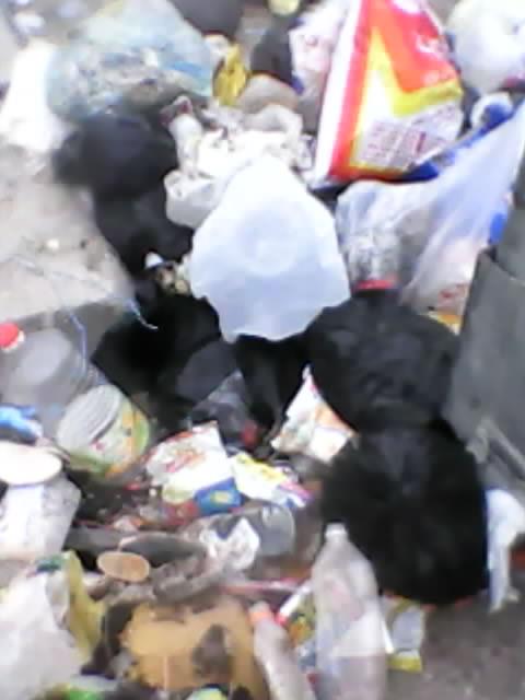 بالصور - تراكم النفايات في محافظة الزرقاء يهدد حياة المواطنين والبلدية غايب طوشه 