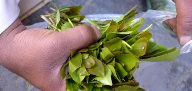 السعودية ..  إحباط تهريب 75 كيلو قات