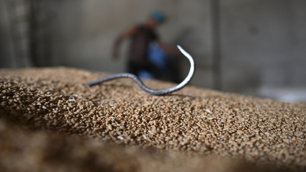 باحث: القمح يتأثر بالفوضى العالمية ولا يمكن الاستغناء عنه