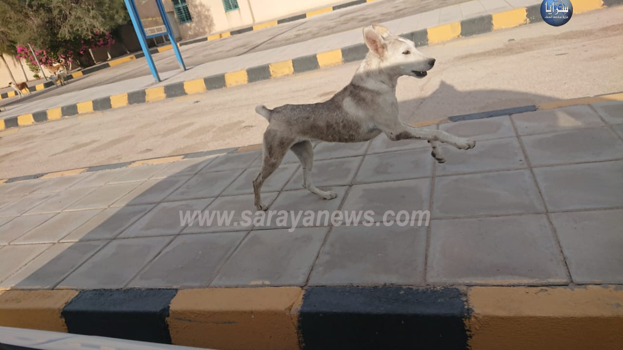 بالفيديو والصور  ..  كلاب متوحشة تهاجم مركز جمرك وادي عربة يثير الرعب بين المسافرين