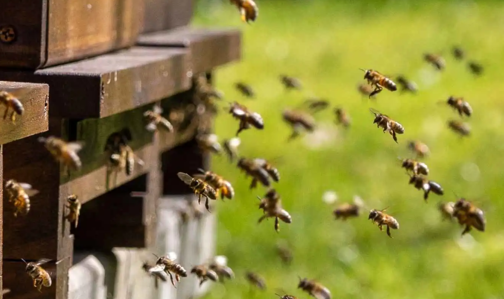 تفسير رؤية خلية النحل في المنزل وبشارات الرزق