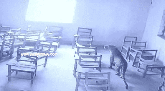 بالفيديو ..  فهد يقتحم مدرسة ويهاجم الطلاب