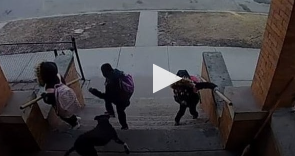  بالفيديو .. مشاهد تحبس الانفاس  .. كلب شرس يطارد أطفال مدرسة في شيكاغو