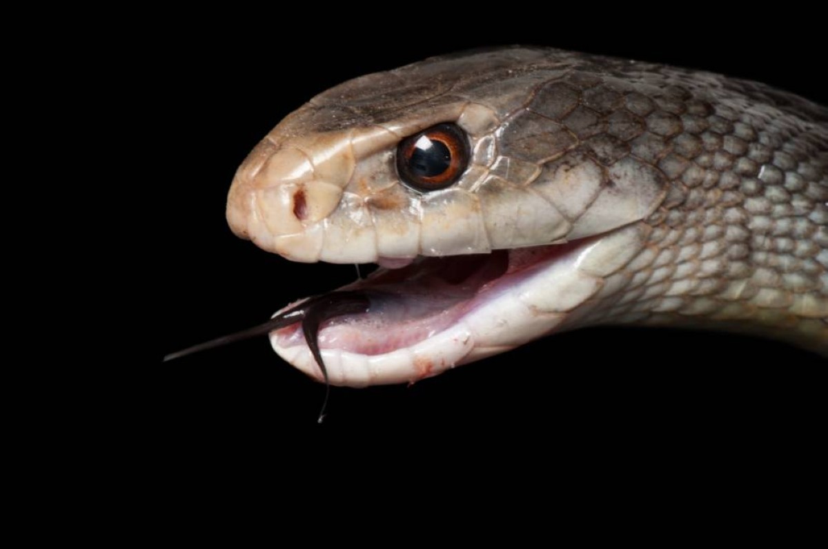 الموت في قطرة ..  ثعبان ينفث سماً يكفي للقضاء على 400 شخص دفعة واحدة