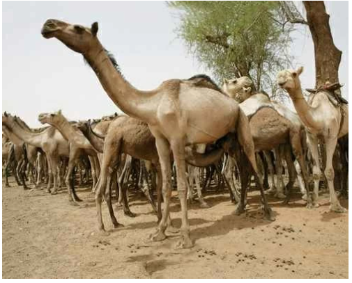 إطلاق رصاص في إسطبلات الهجن ..  سقوط أخطر عصابة تهريب مخدرات في الكويت