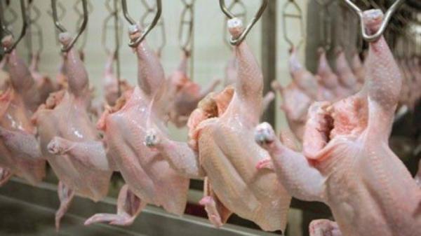 الحاج توفيق: دجاج عين الباشا الفاسد مصدره مصنع محلي كبير
