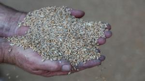 الحكومة تطرح عطاءين لشراء قرابة 200 ألف طن من القمح والشعير