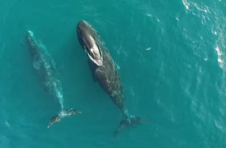شاهد فيديو نادر لحيتان في القطب الشمالي