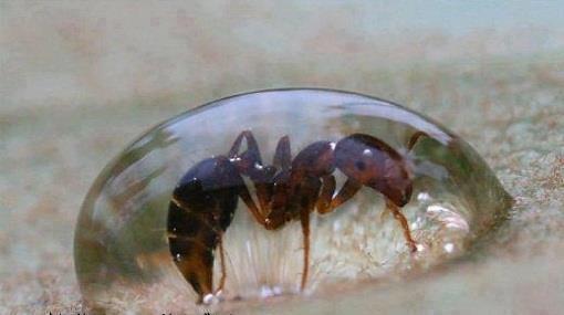 قصة النملة وقطرة العسل القاتلة