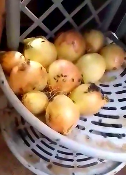 بالفيديو ..  كارثة بيئية بعد انتشار كثيف للذباب في محافظة معان