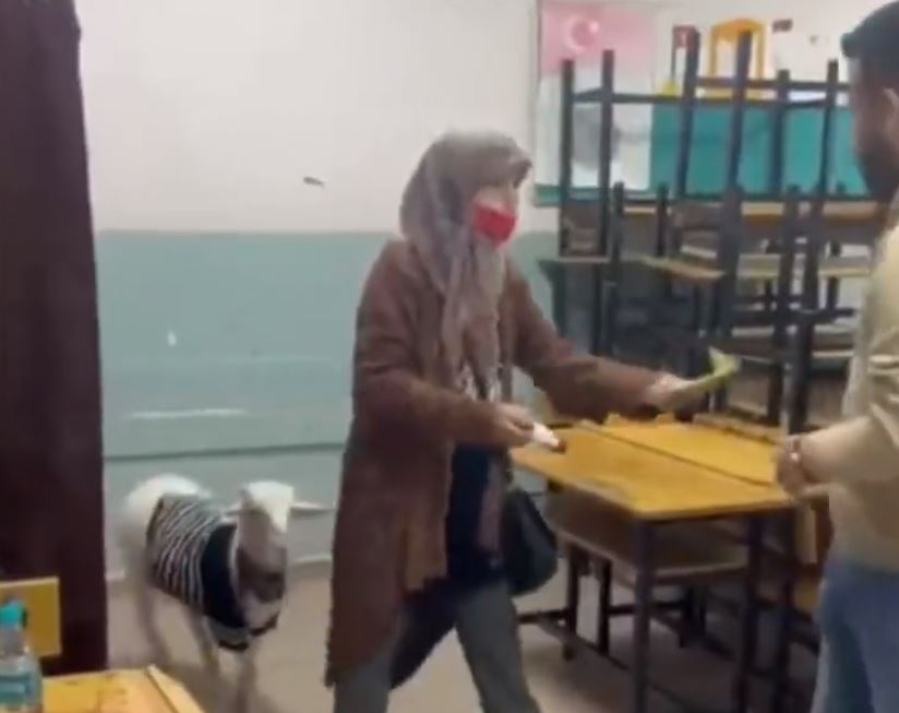 خروف يرافق سيدة تركية خلال الإدلاء بصوتها (فيديو)