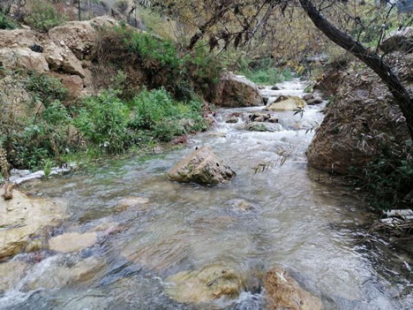 الهطولات المطرية تنعش المحاصيل البعلية والمراعي الطبيعية في عجلون