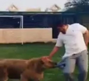 بالفيديو ..  لبؤة ترد على شاب حاول مداعبتها
