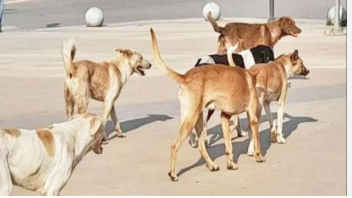 جمعية عناية تحذر: قتل الكلاب الضالة يخل بالتوازن البيئي والصحة العامة