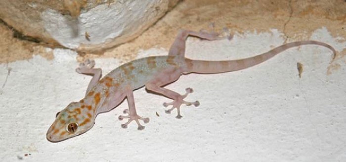 ما هو تفسير حلم قتل البرص؟