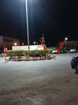 بالفيديو  ..  كلاب ضالة "تسرح وتمرح" داخل مستشفى الزرقاء الحكومي 