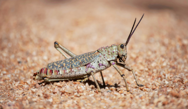 الزراعة تُحذر الأردنيين: حركة الرياح تدفع الجراد إلى هذه المناطق في المملكة  ..  أسماء