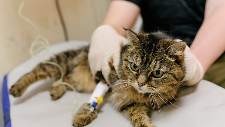 لأول مرة في روسيا ..  تأكيد إصابة قطة بفيروس كورونا