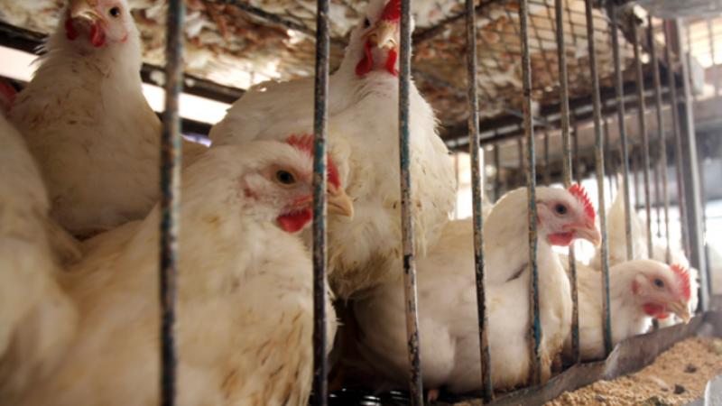 بعد نشر سرايا ..  "الصناعة والتجارة": "رصدنا ارتفاع محدود على أسعار الدجاج وجارٍ المتابعة للوقوف على الأسباب"
