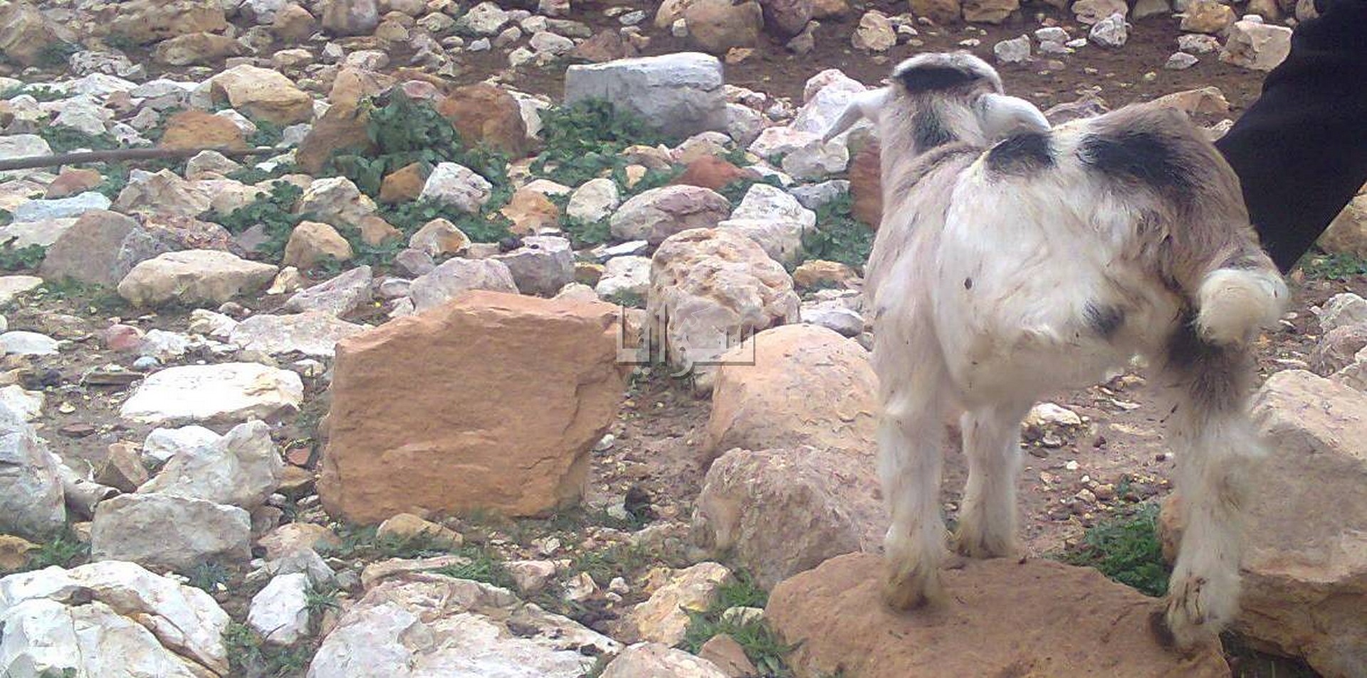 بالصور  ..  ولادة جدي بـ 3 أرجل في وادي موسى