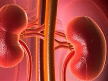 ما هي أبرز العادات الغذائية السيئة التي تؤثر في صحة الكلى؟