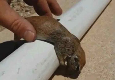 بالصور والفيديو ..  رجل ينعش قلب سنجاب غريق ويعيد إليه الحياة