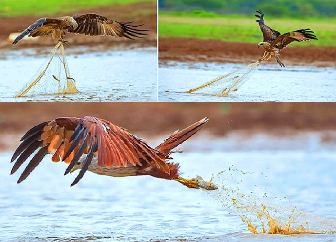 ماهو الطائر الذي وصفه رسول الله بـ"الفاسق" لسرقته سمك الصيادين ؟  ..  صور