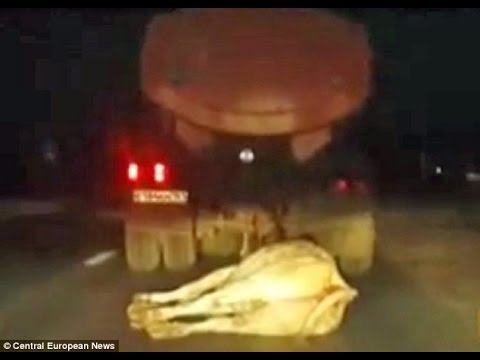 بالفيديو: سائق شاحنة يجر بقرة حية لنقذها من الموت !!