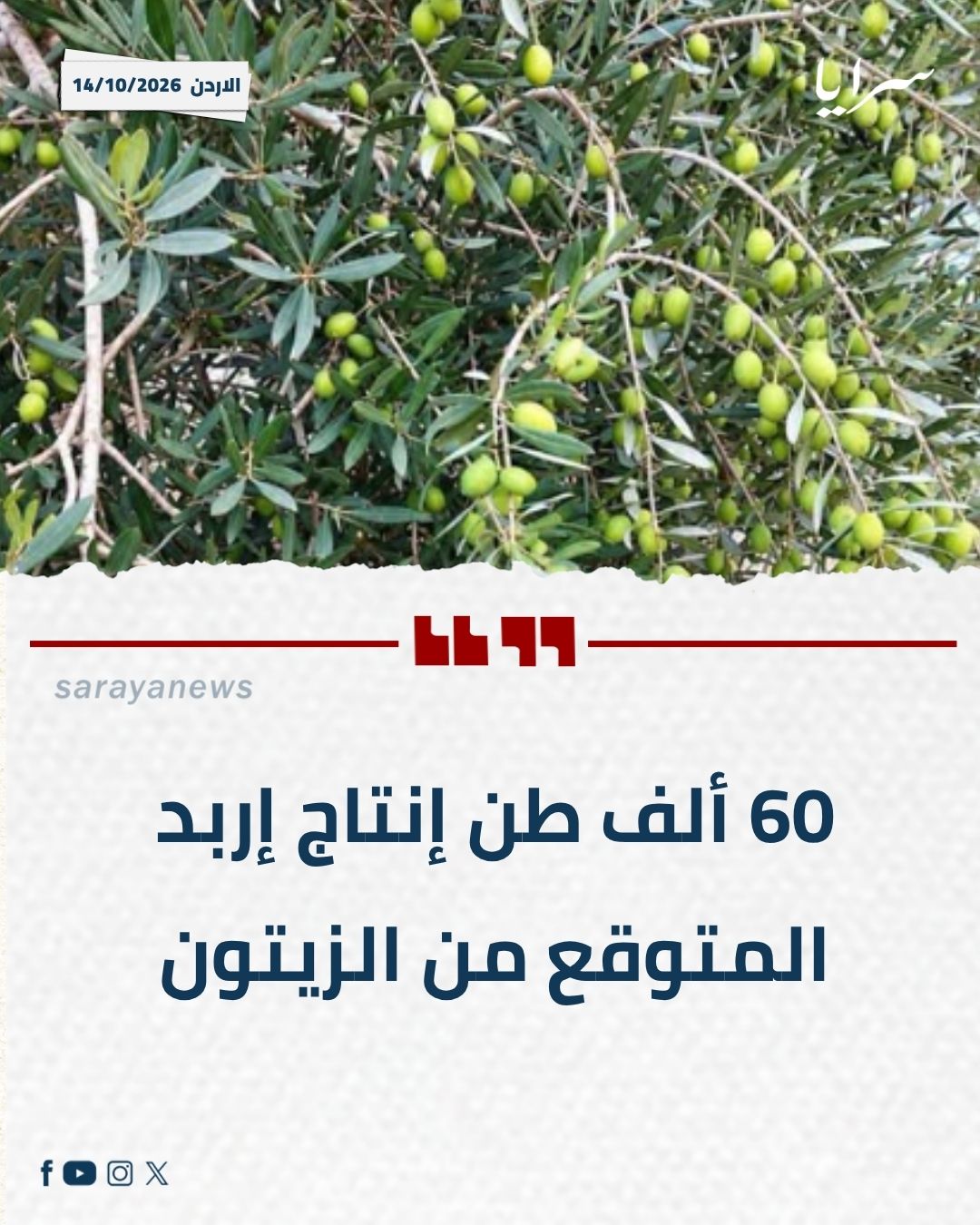 60 ألف طن إنتاج إربد المتوقع من الزيتون