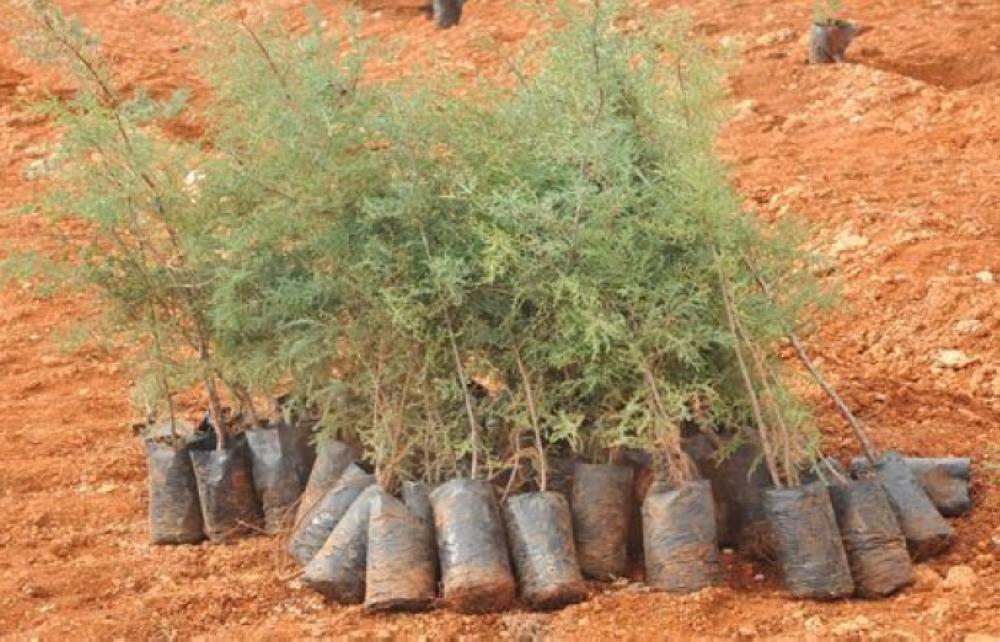عجلون: مشاريع تحريج كبرى للحد من المساحات الجرداء