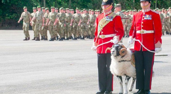 بالصور ..  مراسم ترقية خروف بالجيش البريطانى من عريف لرتبة رقيب  