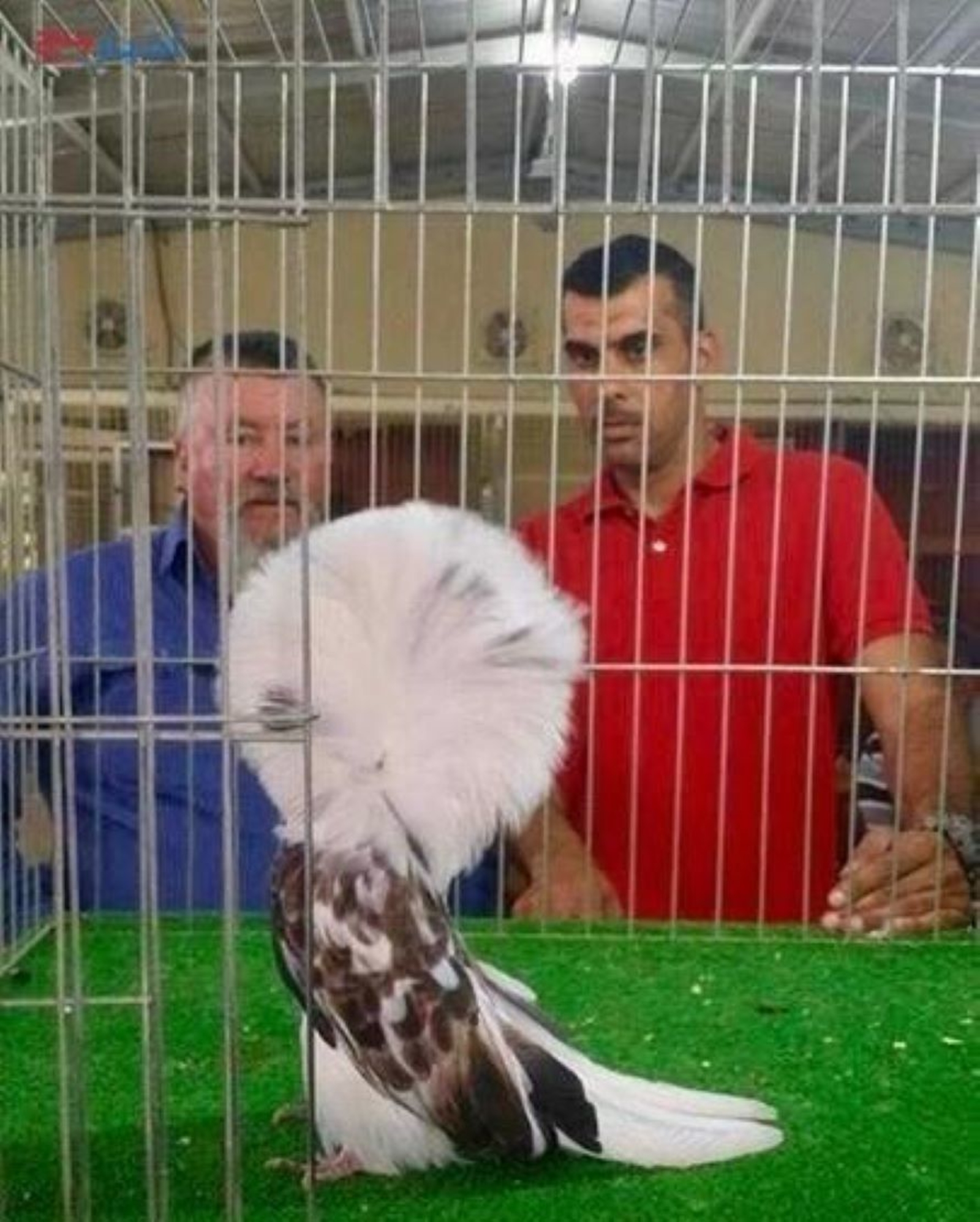 في السعودية ..  بيع ملكة جمال الحمام بهذا السعر الباهظ 