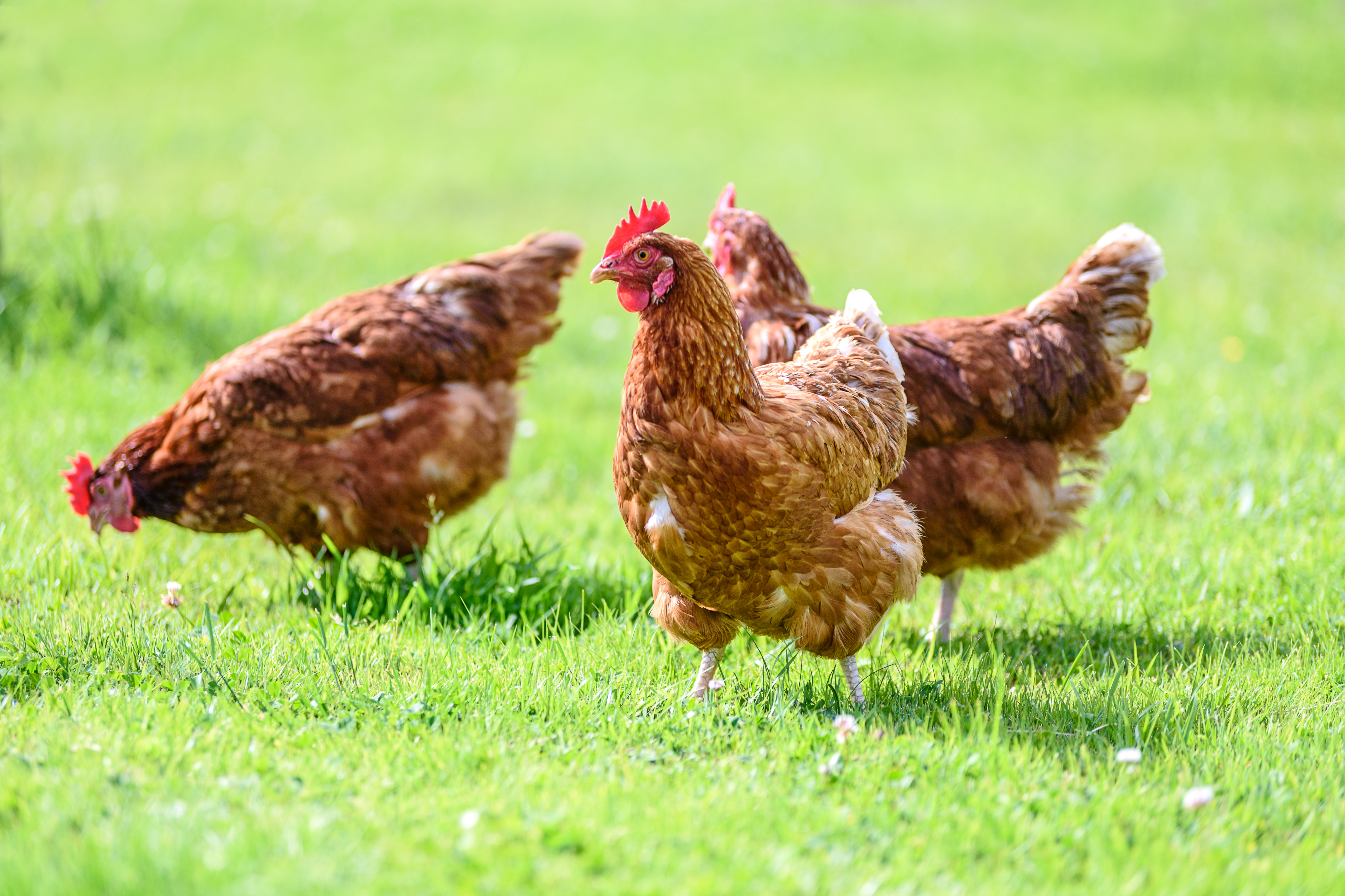 "ماجد الفطيم" تعتمد سياسة جديدة للرفق بالحيوان تلتزم بموجبها ببيع البيض المُنتج خارج الأقفاص فقط بحلول 2032 