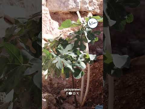 شاهد.. ماذا يفعل هذا السبعيني في شارع بطبربور