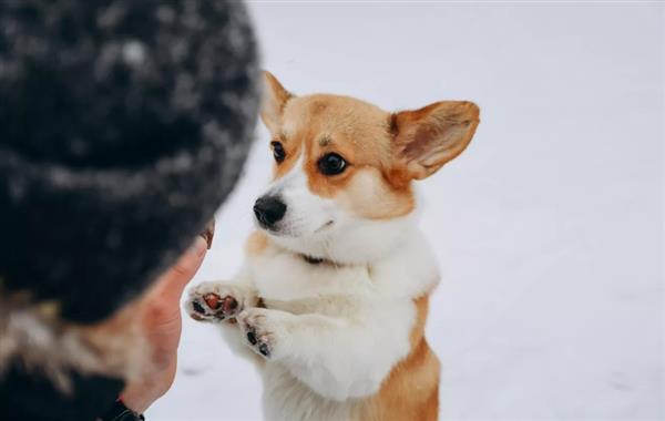 تسبب في فوضى ..  كلب ينفّذ جريمة نيابة عن صاحبه 