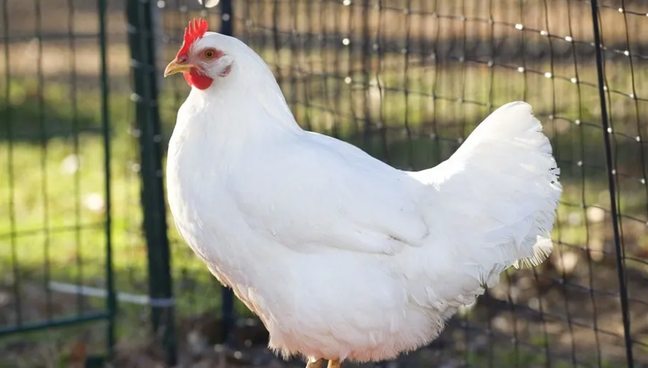 حماية المستهلك: شكاوى من عدم توفر الدجاج بأوزان مناسبة