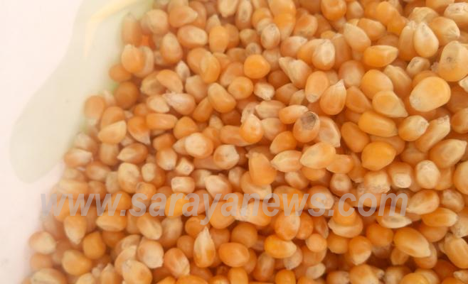 بالصور  ..  رفض إدخال 60 طن فاسد من الذرة والقرفة 