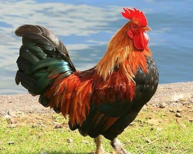 بعد وفاة صاحبه ..  هذا الديك يلازم المستشفى منذ 8 سنوات (فيديو)  