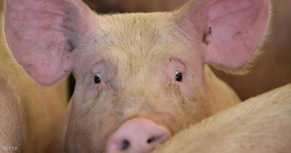 الصين تؤكد تفشي حمى الخنازير