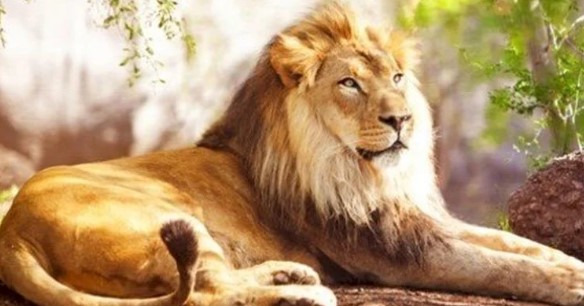 تفسير رؤية الأسد في المنام وعلاقتها بالحصول على المال والترقية في العمل