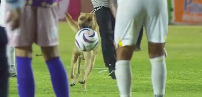 كلب يقتحم مباراة في الدوري المكسيكي ويسرق الكرة - فيديو