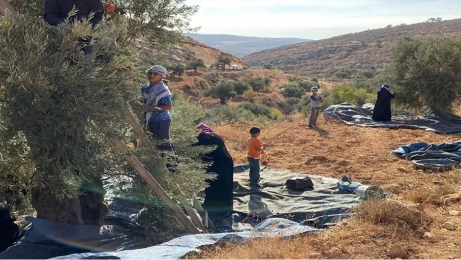 بعد أسابيع من حراسة المزارع وملاحقة اللصوص  ..  "شتوة الزيتون" تعلن انطلاق موسم القطاف  